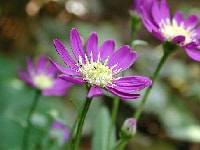 ミヤコワスレ・写真2