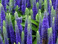 ベロニカ・写真1