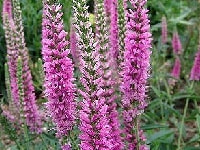 ベロニカ・写真2