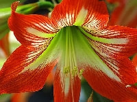 アマリリス・写真2