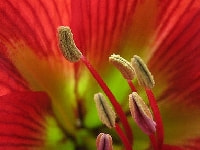 アマリリス・写真3