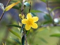 カロライナジャスミン・写真1