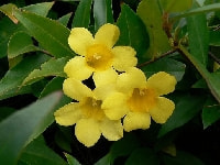 カロライナジャスミン・写真2