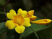 カロライナジャスミン・写真3