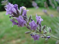 ラベンダー・写真3