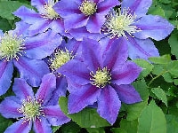 クレマチス・写真1