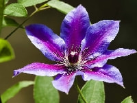 クレマチス・写真2