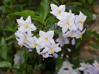 ツルハナナス・写真1