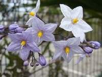 ツルハナナス・写真2