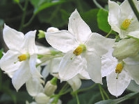 ツルハナナス・写真3