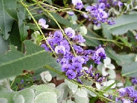 ハーデンベルギア・写真1