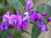 ハーデンベルギア・写真2