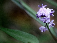 ハーデンベルギア・写真3