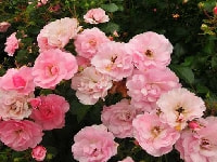 クレマチス・写真2