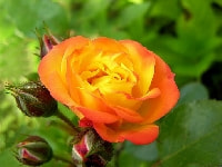 クレマチス・写真3