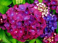 カロライナジャスミン・写真2