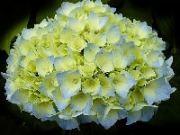 カロライナジャスミン・写真3