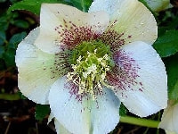 クリスマスローズ・写真3