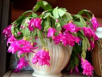 シャコバサボテン・写真1