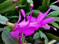 シャコバサボテン・写真2