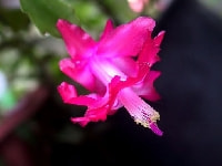 シャコバサボテン・写真3