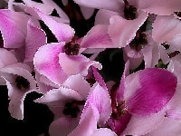 シクラメン・写真2