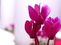 シクラメン・写真3
