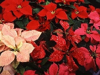 ポインセチア・写真1