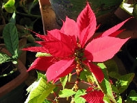 ポインセチア・写真2