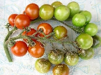 疫病褐色腐敗病(トマト)・写真1