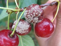 萎凋病(さくらんぼ)・写真3