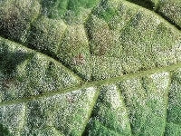 うどんこ病・写真3