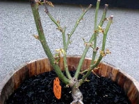 枝枯病(バラ)・写真1