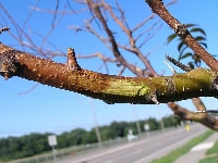 枝枯病(梅)・写真2