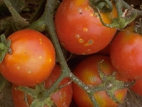 かいよう病(トマト)・写真2