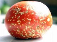 かいよう病(トマト斑点)・写真3