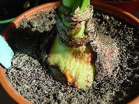 球根腐敗病・写真1