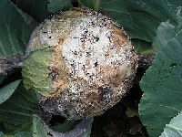 菌核病(キャベツ)・写真1