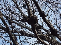 がんしゅ病・写真3