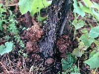 根頭がんしゅ病(根と茎)・写真1