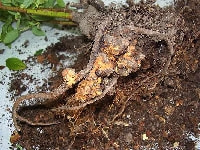 根頭がんしゅ病(根)・写真2