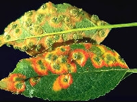 赤星病(リンゴ)・写真3