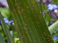 黒さび病・写真1