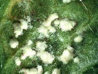 白さび病・写真2