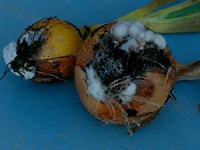 白紋羽病・写真3