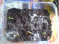 白紋羽病・写真1