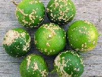 そうか病(ミカン)・写真1