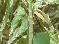 そうか病(スミレ)・写真2