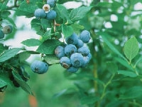 炭疽病・晩腐病・写真1
