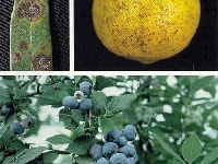 炭疽病・晩腐病(葉・果実)・写真3